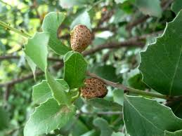 Image result for Maytenus undata