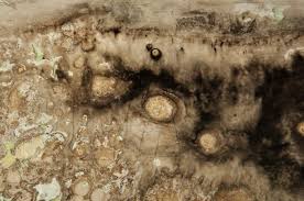 There are steam machines you can rent that clean grout, but i'm not sure if it will remove the urine smell. Black Mold Id Strong Smell Like Urine Grows In Dark Wet Environment Mold Remover Molding Paint Smell