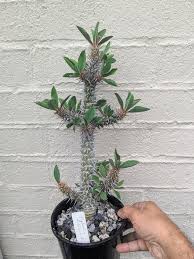Image result for Euphorbia didiereoides