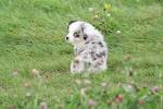 Shadow Fox Miniature American Shepherds - Home