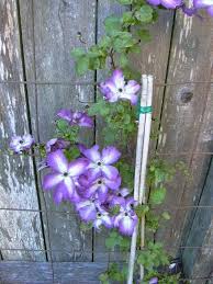 Plant profile of clematis 'venosa violacea' on gardenersworld.com. Plantfiles Pictures Clematis Viticella Violet Veined Clematis Venosa Violacea Clematis By Daveh