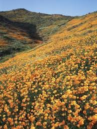 Maybe you would like to learn more about one of these? California Lake Elsinore Field Of California Poppys On The Hillside Photographic Print By Christop In 2021 Nature Aesthetic Yellow Aesthetic Yellow Aesthetic Pastel