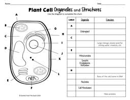 plant and animal cell organelles and structures worksheets