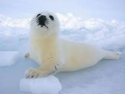 Petition Stop Killing Baby Seals For A Sport Change Org