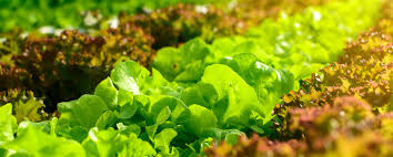 Webmd consulted experts on weight loss and fasting for answers. R F Healthy Harvest Home Facebook