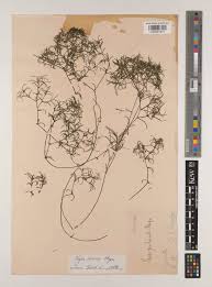 Image result for Najas horrida