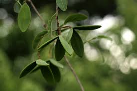 Image result for Hippocratea parviflora