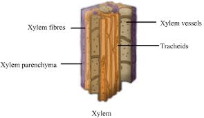 Image result for XYLEM