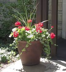 Pin On Container Flower Garden