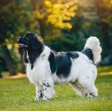 We sell beautiful, friendly, registered newfoundland puppies. Newfoundland Puppies For Sale Adoptapet Com