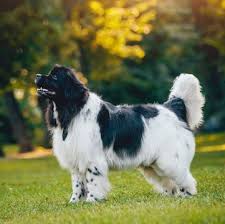 This breed is also affectionately nicknamed newfs … Newfoundland Puppies For Sale Adoptapet Com