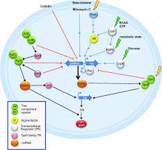 Overview Of Ssr42 Dependent Alpha Toxin Expression Disruption Of The Download Scientific Diagram