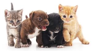 Maybe you would like to learn more about one of these? St Louis Animal Shelters Come Together For Slumber Pawty Firstcoastnews Com