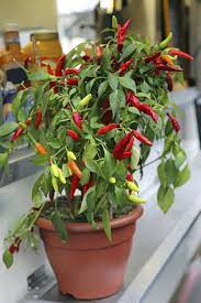 Growing Chillies In The Greenhouse Advice