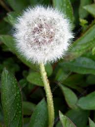 Image result for Taraxacum sp.