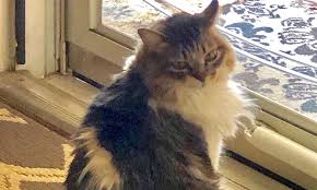 Get a ragdoll, bengal, siamese and more on looking for a hypoallergenic siberian male cat or kitten. 7 Cute Cats Ready To Adopt Now In Fort Worth