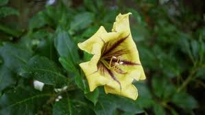 Image result for Solandra