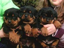 Both parents are available to see. Akira And Joker German Rottie Puppies For Sale