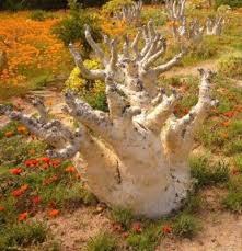 Image result for Cyphostemma jaegeri