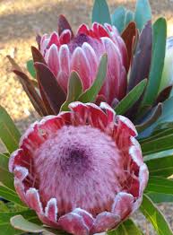 Protea (/ˈproʊtiːə/) is a genus of south african flowering plants, also called sugarbushes (afrikaans: Protea Pink Ice Muchea Tree Farm