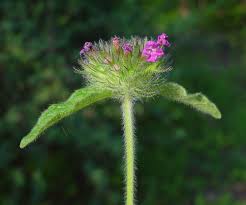 Image result for Clinopodium uhligii