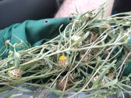 Image result for Hermannia eenii