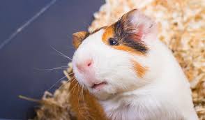 The price of the actual guinea pig can range from $10 to $40. Petco On Twitter Shhhhh Didyouknow Guinea Pigs Are Sensitive To Very Loud Noises Be Careful Not To Startle Them Http T Co Jroszavqpr