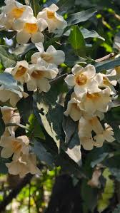 Image result for Rothmannia manganjae