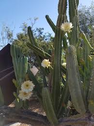 Plant of the Month: Night-blooming Cereus | Water - Use It Wisely
