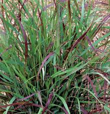 Image result for Panicum hochstetteri