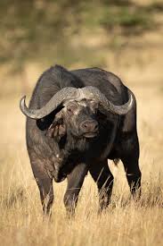 Cape Buffalo Stands Facing Camera In Savannah 500px Buffalo Animal African Buffalo Savannah Chat