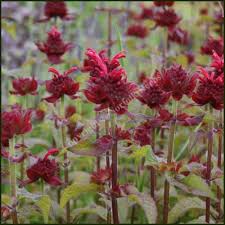 The web's largest trade directory of verified importers, legitimate wholesalers, distributors and manufacturers. Bergamot Red Monarda Didyma Buy Plants Online From Norfolk Herbs