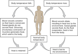 Homeostasis Article Human Body Systems Khan Academy