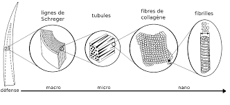 Ces termes sont utilisés en fonction de l'impression produite. Approche Analytique Pour L Etude Des Ivoires Archeologiques Les Defenses D Elephant Du Site De Jinsha 1200 650 Bc Sichuan Chine