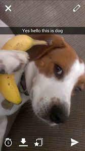 27 Best Animal Snapchats Of All Time Dog Snapchats Funny Animals Hello This Is Dog