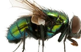 Top rated pest control & extermination services in sacramento, ca. Ecoshield Pest Control 3453 Ramona Ave Ste 12 Sacramento Ca 95826 Yp Com