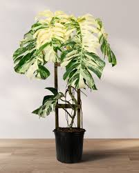 Image result for Selago albomarginata