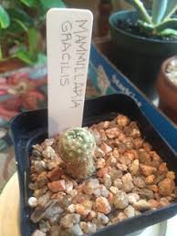 Image result for Trochomeria debilis