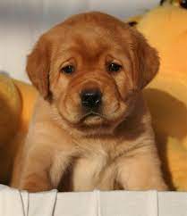 See more ideas about lab puppies, chocolate lab puppies, puppies. Mythic Labradors