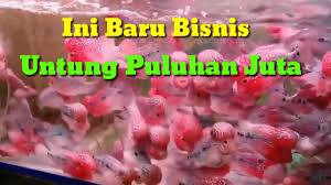 Persiapkan aquarium dengan ukuran 4x lipat ukuran badan ikan louhan. Ilmu Tani Cara Budidaya Ikan Louhan Di Aquarium Cara Sendiri Mudah Di 2020 Rabab Minangkabau
