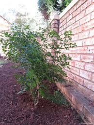 Image result for Cassinopsis ilicifolia
