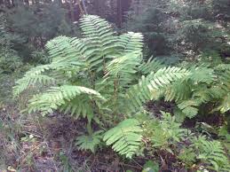 Image result for Osmundaceae