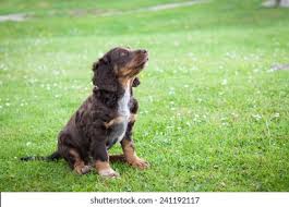 Christine wachtel (born 1965), german track and field athlete. Deutscher Wachtel Puppy Stock Photo Edit Now 241192117