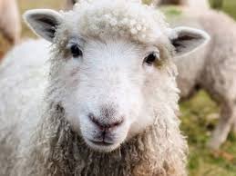 Check spelling or type a new query. Cat Costa Masa De Paste La Ce Preturi Gasim Carnea De Miel Sau Porc Ouale
