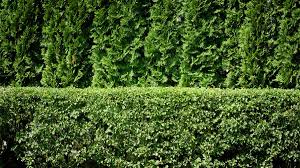 How To Plant A Privacy Hedge Arborday Org