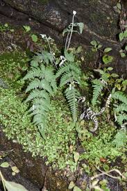 Image result for Aleuritopteris welwitschii