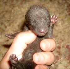 A Pile Of Arctic Fox Pups For Como Zoo Zooborns