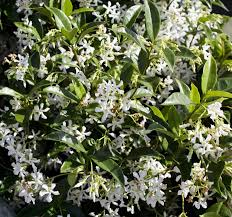 Gardeners love this popular shrub not only for its abundance of white or pink flowers on arching branches, but also for its unflappable nature and reliable performance. Fragrant White Climbers