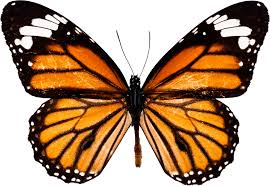 Maybe you would like to learn more about one of these? Download Full Size Of Orange Butterfly Png Transparent Background Png Play