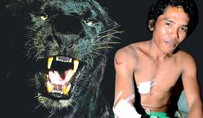 Panglima kumbang sosok hebat yang disegani di tanah dayak. Terselamat Bertarung Dengan Harimau Kumbang Bazookapenaka